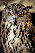 Eurasian Eagle Owl--Angry Eyes
