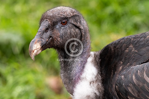 Female Andean Condor Head Shot Close Up