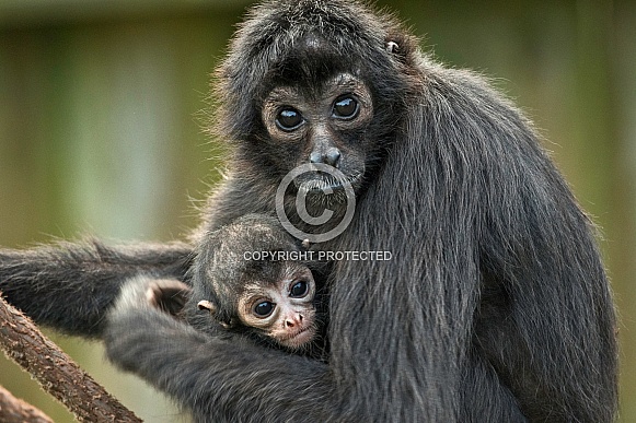 Columbian Spider Monkey with baby Close Up