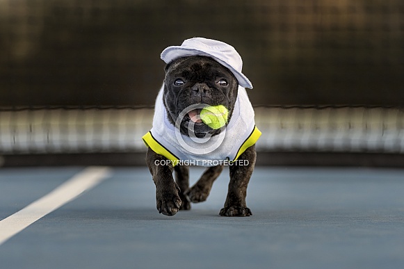 French bulldog on a tennis court
