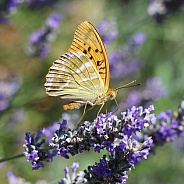 Silver-washed Fritillary On Lavender