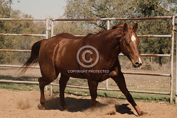 Horse running in round pen on ranch