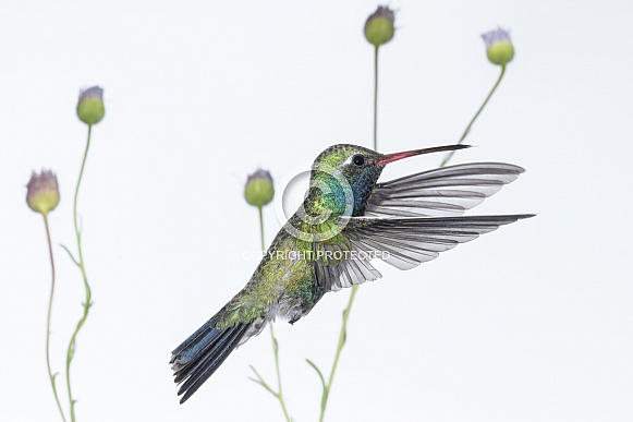 Broad-billed Hummingbird (wild male)