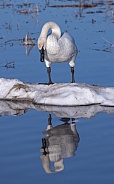 Trumpeter Swan Standing on Ice in Alaska