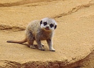 Meerkat Pup