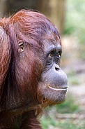 Orangutan (Pongo pygmaeus)