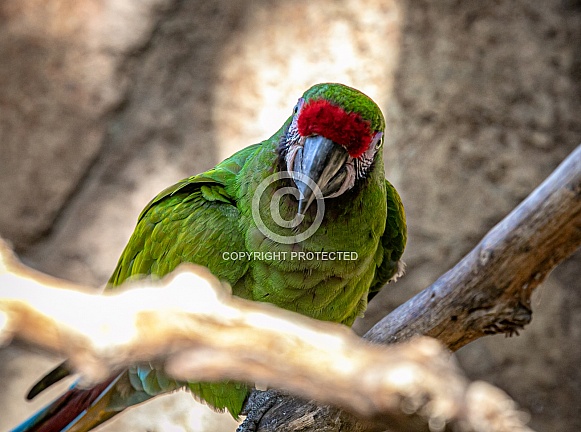 Green Military Macaw parrot