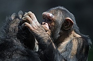 Chimps grooming
