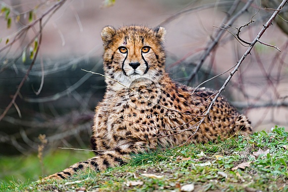 Young cheetah resting