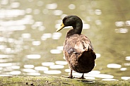 Brown duck (wild)