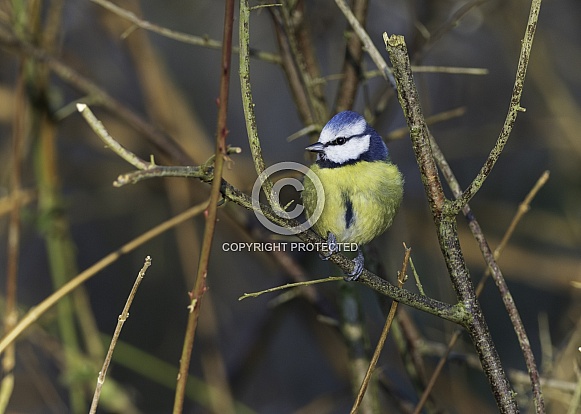 The Eurasian blue tit in England