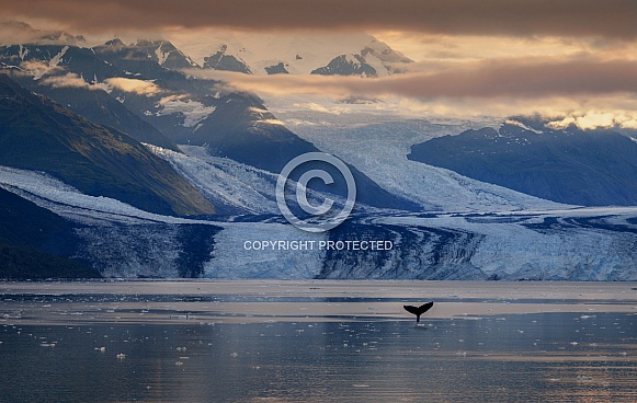 Whale - Montague Strait - Alaska - USA