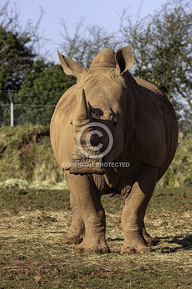 White Rhino fully body, facing forward