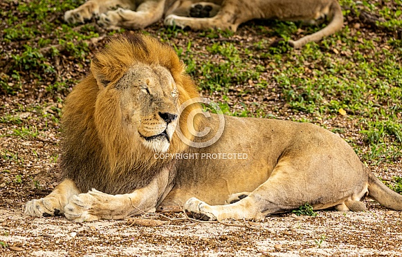 African male lions