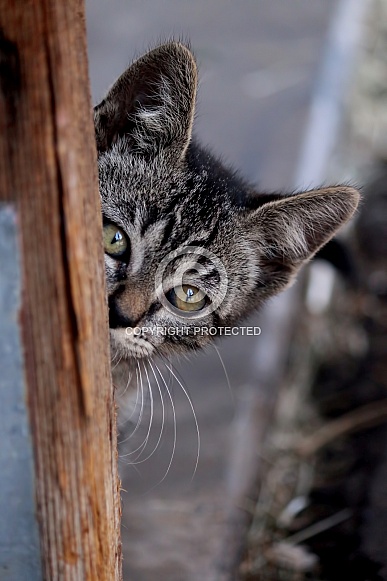 Kitten peeking around a corner