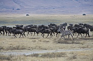 wildebeest and zebra