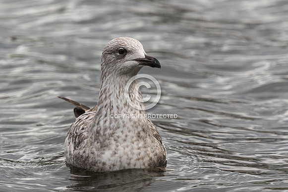 Young Herring Gull on Water