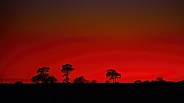 sunset sunrise tree silhouette over prairie red sky