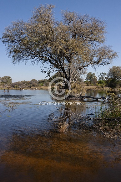 Wetland Habitat - Botswana