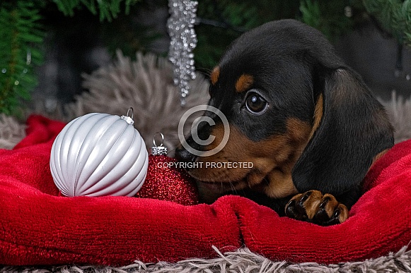 Black and Tan Dachshund Puppy Close Up