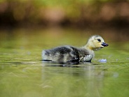 Canada Goose Chick/Gosling