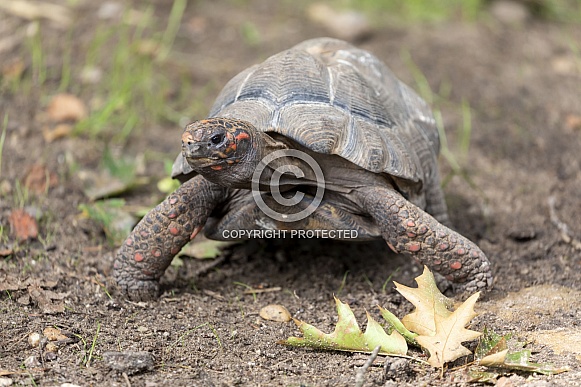 Red-footed tortoise (Chelonoidis carbonarius)