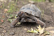 Red-footed tortoise (Chelonoidis carbonarius)
