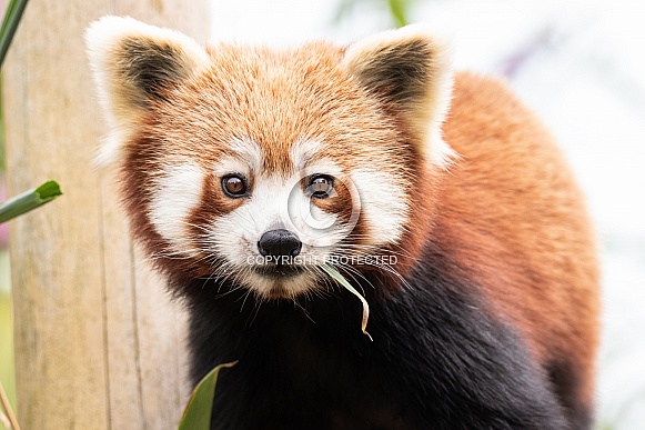 Red Panda Looking At Camera Eating Bamboo