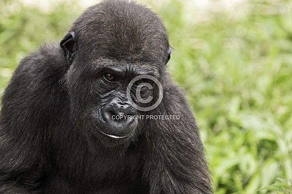 Close Up Western Lowland Gorilla Face Shot