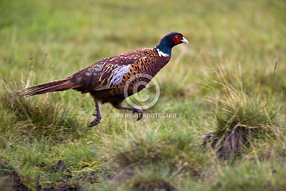 Pheasant running in the Scottish Highlands