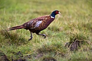 Pheasant running in the Scottish Highlands