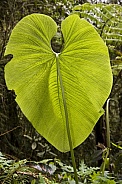 Huge leaf - Mindo cloud forest - Ecuador