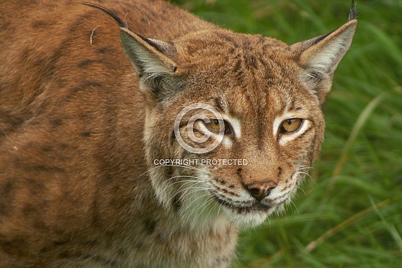 Lynx posing
