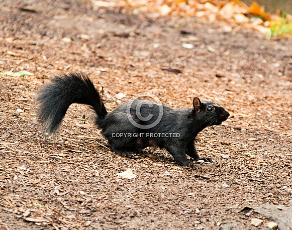 Canadian Black Squirrel