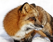Red Fox-Red Fox Closeup