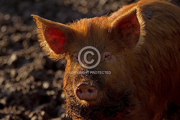 Tamworth Pig