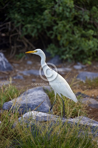 Cattle Egret - Galapagos Islands - Ecuador