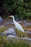 Cattle Egret - Galapagos Islands - Ecuador