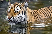 Amur Tiger Swimming