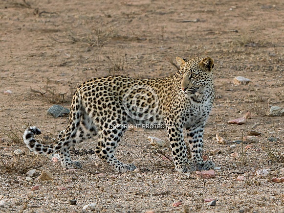 Leopard Cub Kruger National Park (Wild)