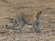 Leopard Cub Kruger National Park (Wild)