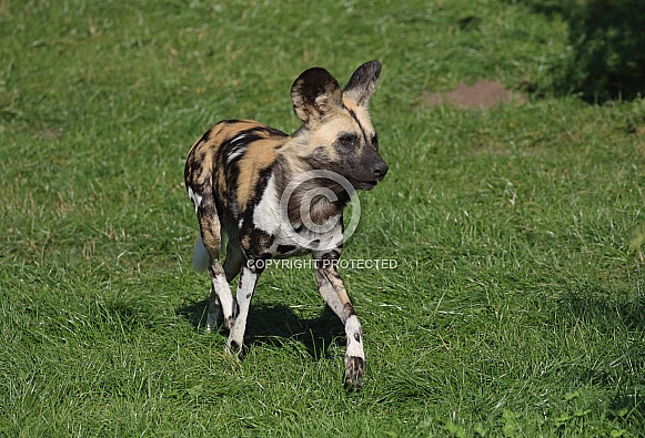 Painted Dog (African Hunting Dog)