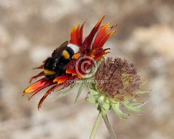 Bumblebee and Fireweel