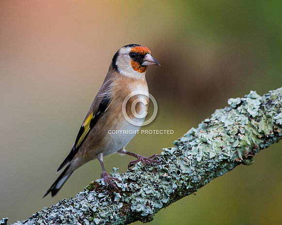 Goldfinch on Lichen Branch