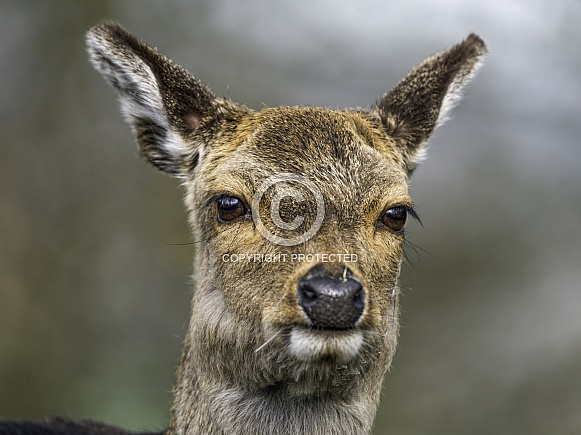 Portrait of a doe