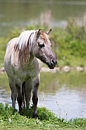 Eurasian Wild Horse (Tarpan)