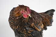 Golden-laced Wyandotte Rooster