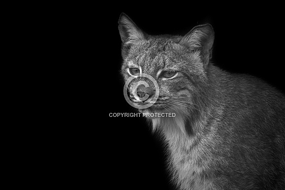 Canada Lynx Black and White Black Background