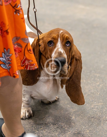 Basset hound looking up at it's owner
