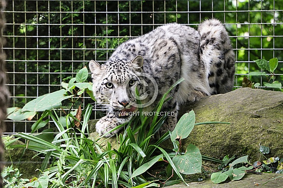 Snow Leopard Crouching Facing Forward